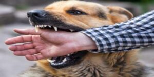 Ngủ Mơ Thấy Chó Đánh Số Mấy? Giải Mã Ý Nghĩa Giấc Mơ Về Chó