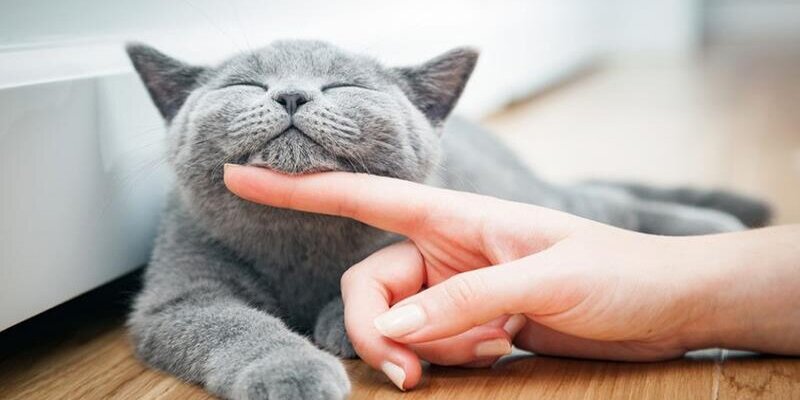 Giải mã ngủ mơ thấy mèo đánh số mấy để nhận được may mắn