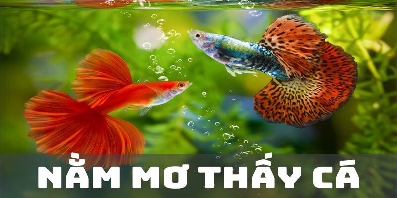Lưu ý khi nghiên cứu ngủ mơ thấy cá đánh số mấy