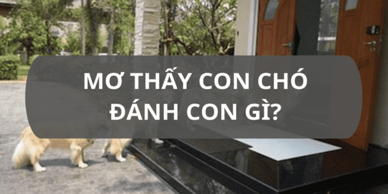 Ngủ mơ thấy chó đánh số mấy?